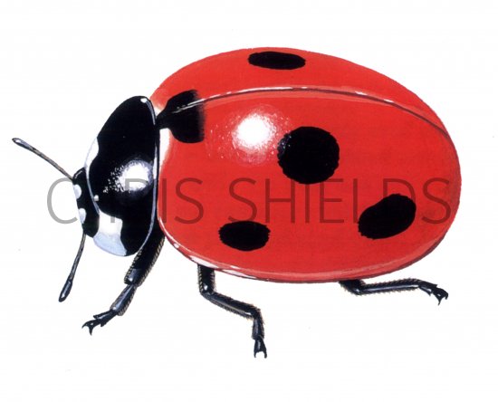 Illustration of Seven-spot Ladybird (Coccinella 7-punctata) (#0892)