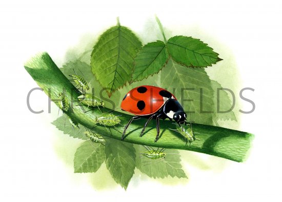 Illustration of Seven-spot Ladybird (Coccinella 7-punctata) (#0894)
