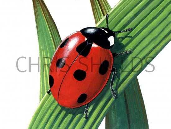 Illustration of Seven-spot Ladybird (Coccinella 7-punctata) (#0918)