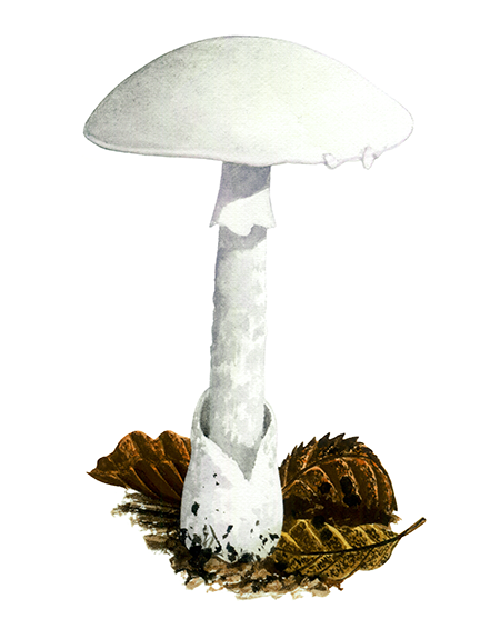 Illustration of Amanita virosa (Destroying Angel) (#4444)