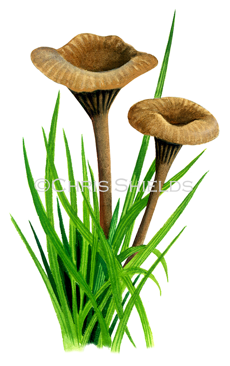 Illustration of Arrhenia griseopallida (#4119)