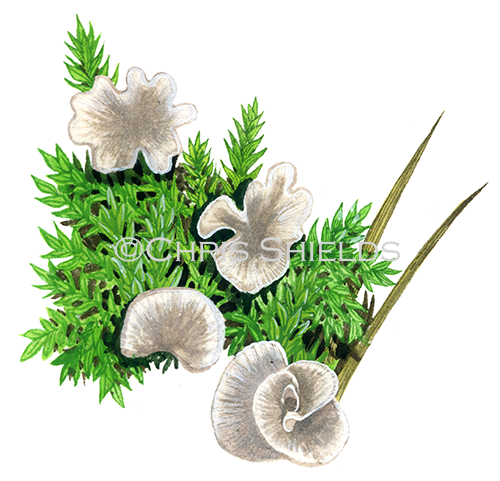 Illustration of Arrhenia retiruga (#4227)