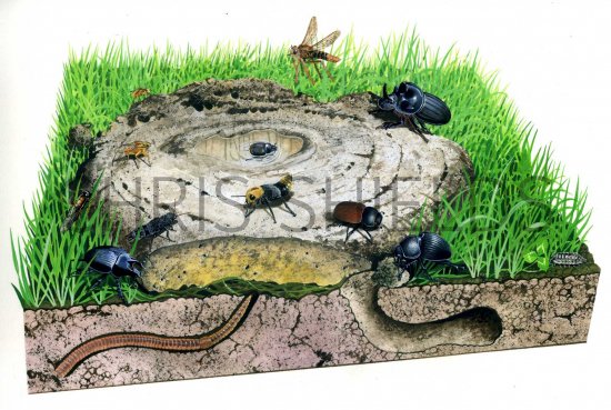 Illustration of Cowpat insects (#0762)
