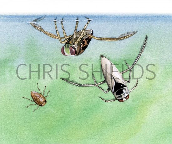 Illustration of Backswimmers (#2730)