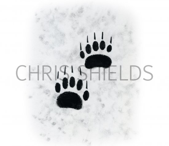 Illustration of Badger (Meles meles) Footprints (#4188)