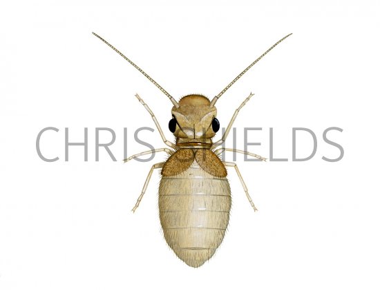 Illustration of Barklouse (Lepinotus reticulatus) (#2617)