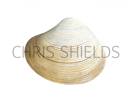 Illustration of Basket shell (Corbula gibba) (#1972)