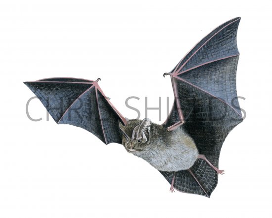 Illustration of Bat (Barbastella) Barbastella barbastellus (#3885)