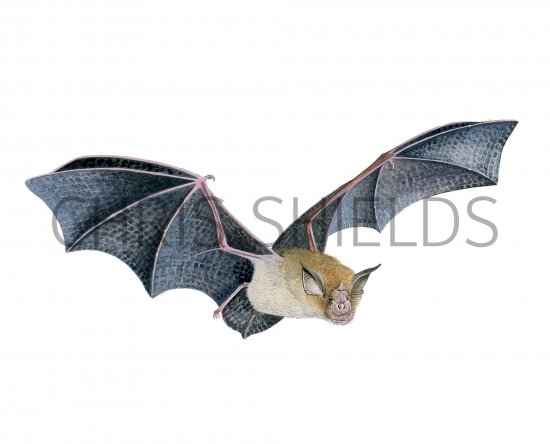 Illustration of Bat (Greater Horseshoe) Rhinolophus ferrumequinum (#3887)
