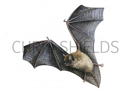 Illustration of Bat (Pipistrelle) Pipistrellus pipistrellus (#0794)