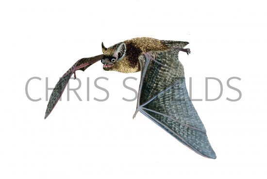 Illustration of Bat (serotine) Eptesicus serotinus (#0239)