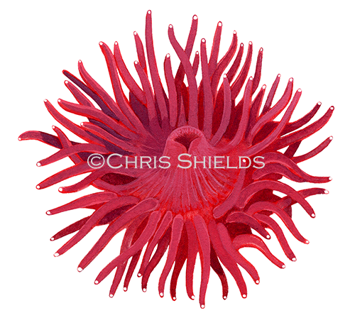 Illustration of Beadlet Anemone (Actinia equina) (#2377)