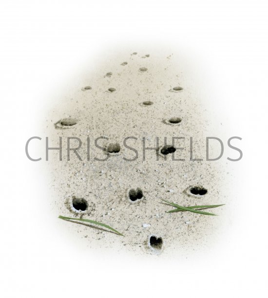 Illustration of Beak Marks in Silt (#4145)