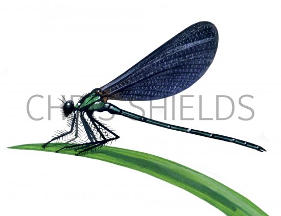 Illustration of Beautiful Damoiselle (Calopteryx virgo) (male) (#1264)