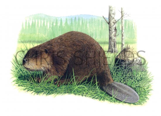 Illustration of Beaver (Castor canadensis) (#1129)