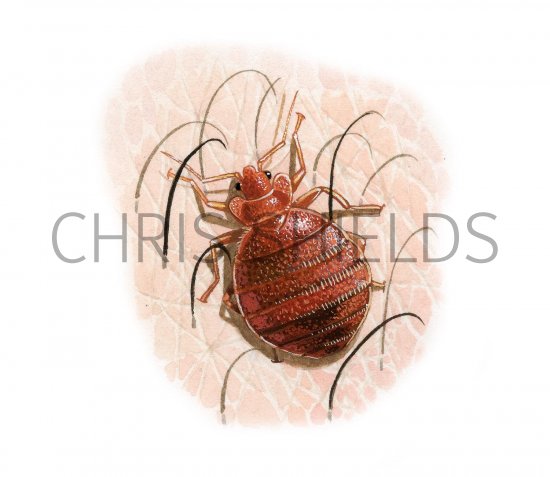 Illustration of Bedbug (Cimex lectularius) (#2419)
