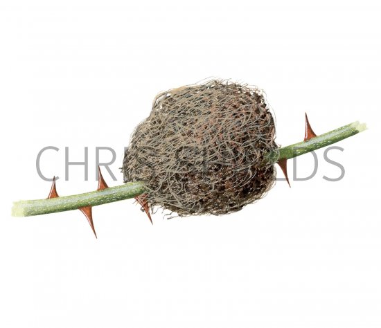 Illustration of Bedeguar Gall (Diplolepis rosae) (#2873)
