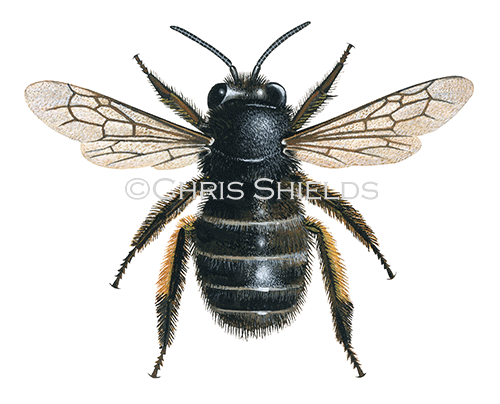 Illustration of Bee (Hairy-footed flower) (female) Anthophora plumipes (#0406)