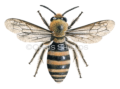 Illustration of Bee (Ivy mining) Colletes hederae (#0409)