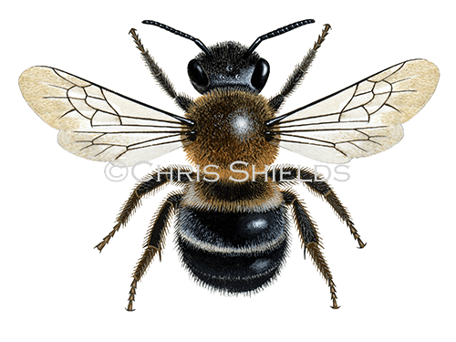 Illustration of Bee (Large Mason) Osmia xanthomelana (#2257)