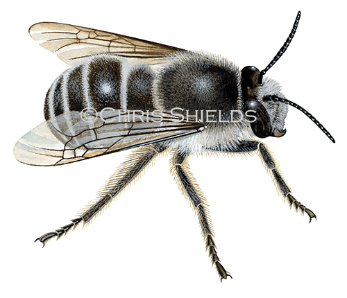 Illustration of Bee (Potter Flower) Anthophora retusa (#2259)