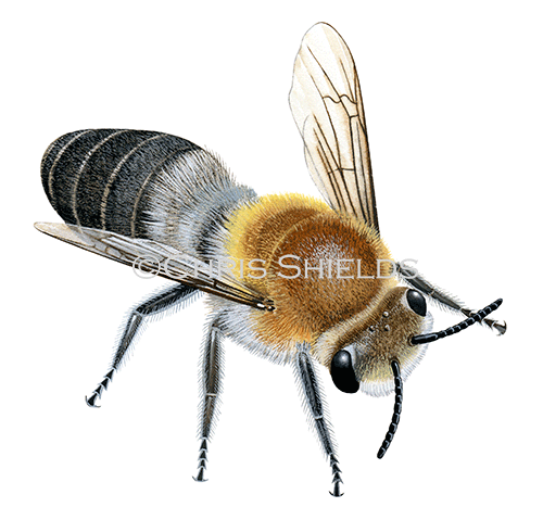Illustration of Bee (The Northern Colletes) Colletes floralis (#2264)