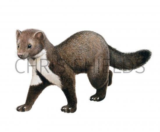 Illustration of Beech Marten (Martes foina) (#4293)