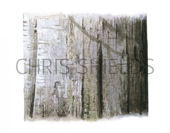 Illustration of Beech bark (Fagus sylvatica) (#4329)