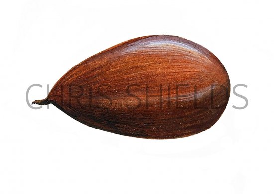 Illustration of Beech Nut (Fagus sylvaticus) (#0717)