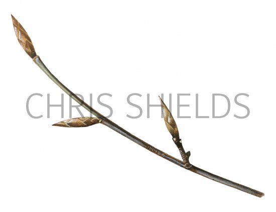 Illustration of Beech twig (Fagus sylvatica) (#4330)