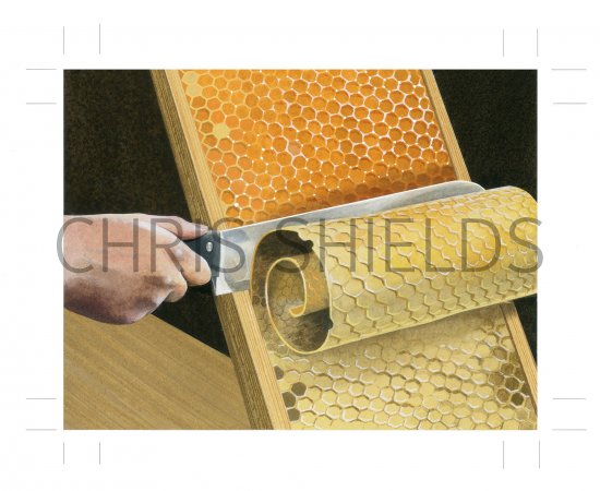 Illustration of Beekeepers Uncapping Tool (#3897)