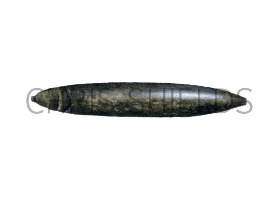 Illustration of Belemnite fossil Hibolithe (#0222)