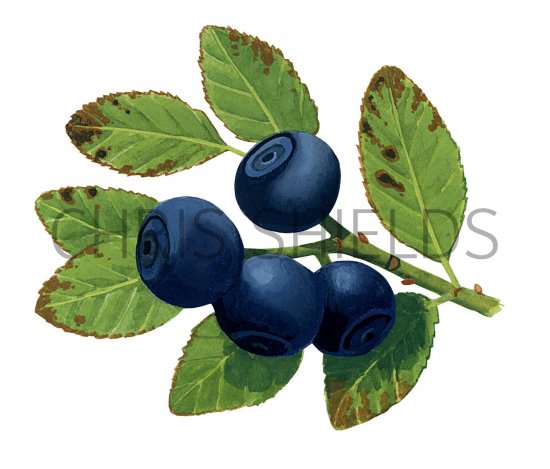 Illustration of Bilberry (Vaccinium myrtillus) (#2784)