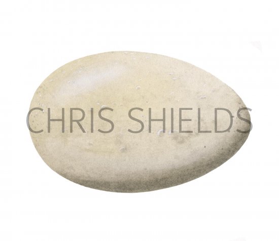 Illustration of Great Crested Grebe egg (Podiceps crestatus) (#2444)