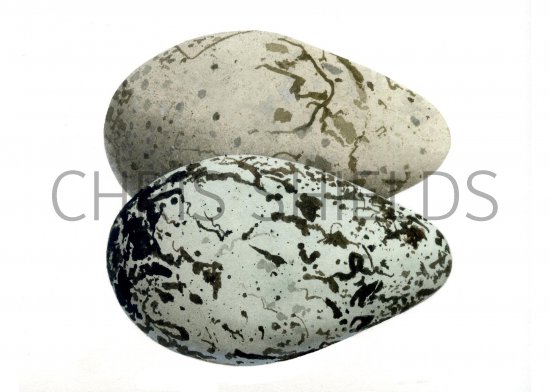 Illustration of Guillemot egg (Uria aalge) (#0722)
