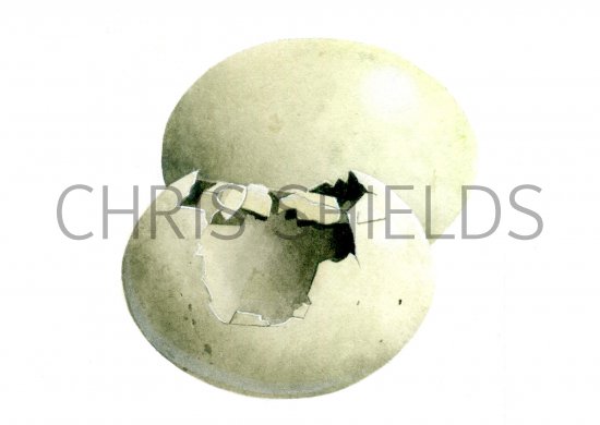 Illustration of Mallard predated egg (Anus platyrhynchos) (#0723)