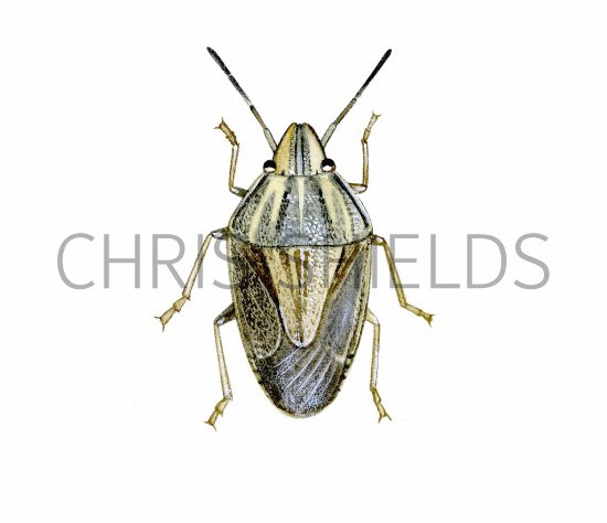 Illustration of Bishops Mitre (Aelia acuminata) (#2372)