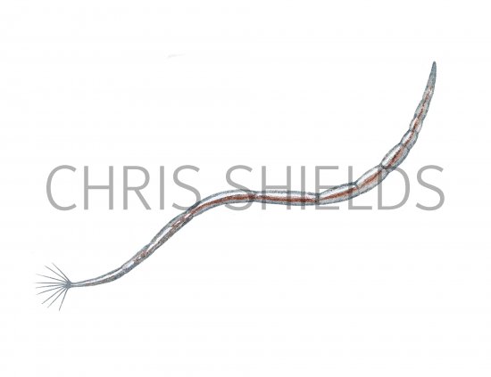 Illustration of Biting Midge Larvae (Culicoides) (#4093)