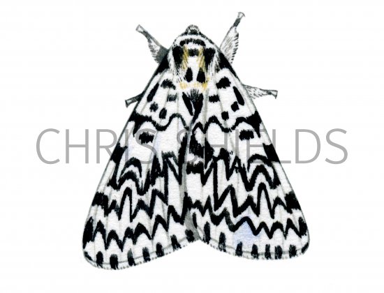 Illustration of Black Arches Moth (Lymantria monache) (#1261)