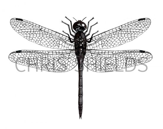Illustration of Black Darter (male) (Sympetrum danae) (#2592)