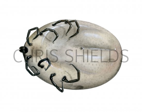 Illustration of Black-legged Tick (Ixodes scapularis) dead fed female (#4135)