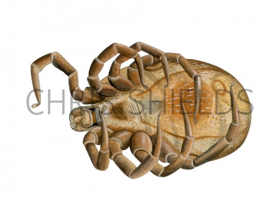 Illustration of Black-legged Tick (Ixodes scapularis) dead unfed male (#4137)