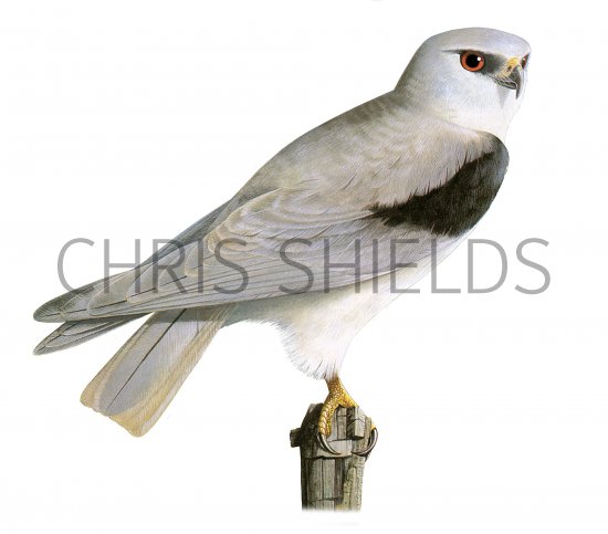 Illustration of Black-shoulderd Kite (Elanus caeruleus) (#3870)