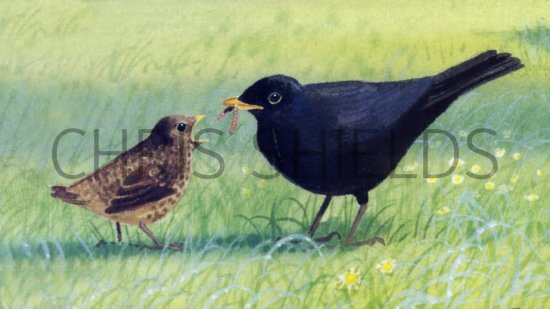 Illustration of Blackbird male & chick (Turdus merula) (#0142)