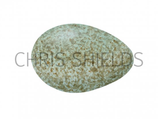 Illustration of Blackbird egg (Turdus merula) (#3282)