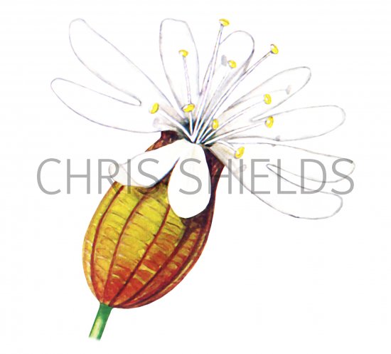 Illustration of Bladder Campion (Silene vulgaris) (#0625)