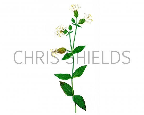 Illustration of Bladder Campion (Silene vulgaris) (#0624)