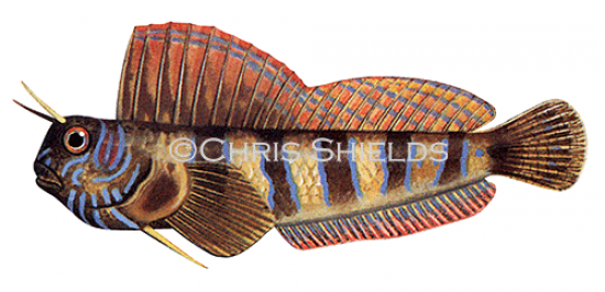 Illustration of Blenny (Aidablennius sphinx) (#2735)