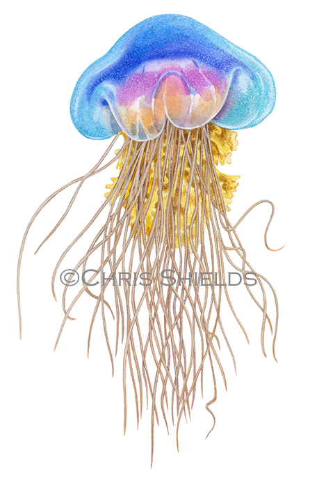 Illustration of Blue Jellyfish (Cyanea lamarckii) (#4592)
