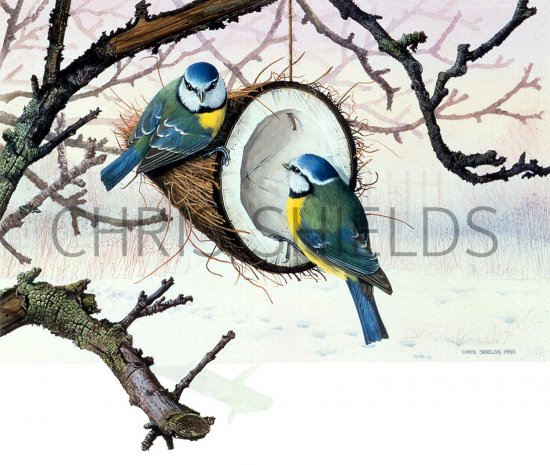 Illustration of Blue Tit on coconut (Cyanistes caeruleus) (#0144)